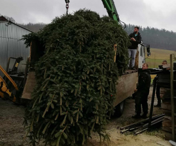 Rozvojový tím v akcii / Osadenie a výzdoba vianočného stromčeka - foto